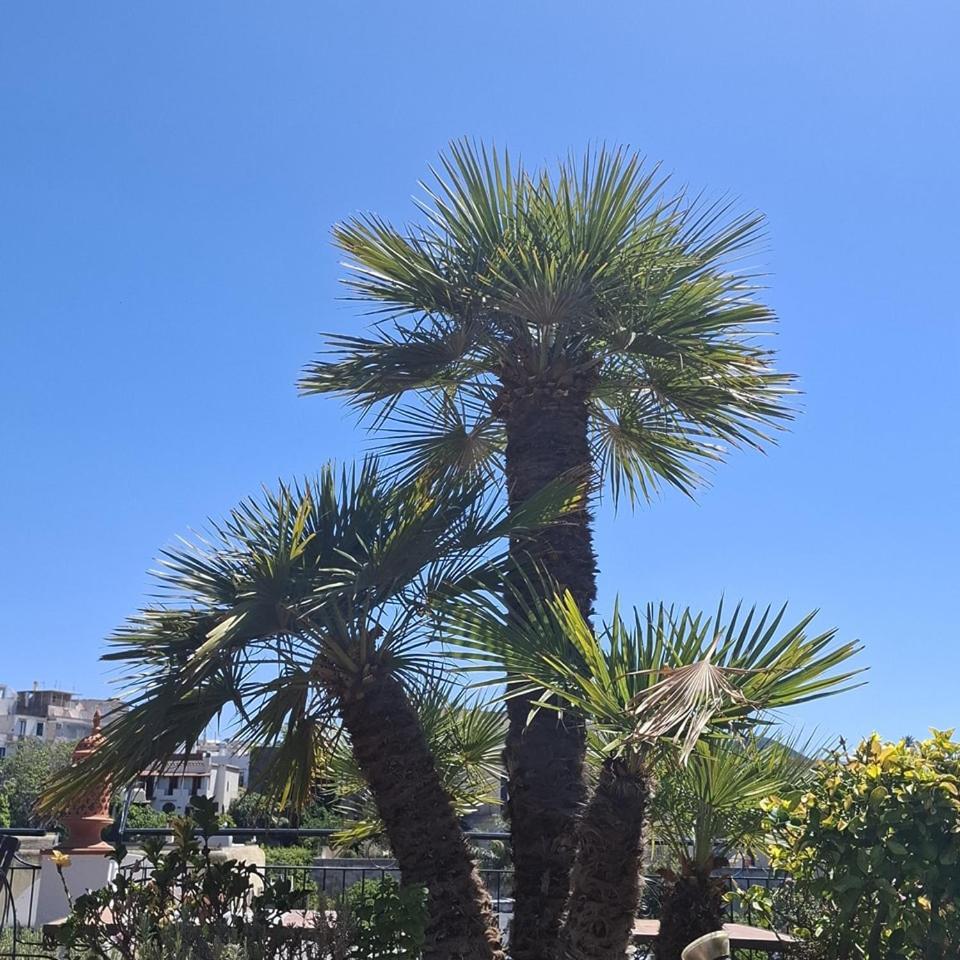 Forio di Ischia Hotel Villa Verde מראה חיצוני תמונה